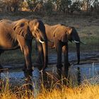 Abendtrunk im Savuti-Kanal