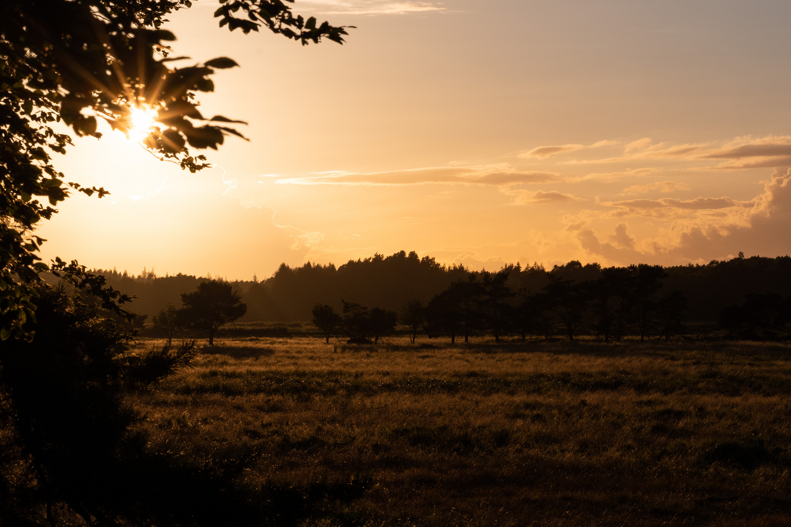 Abendtsimmung am Waldrand