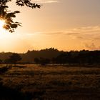 Abendtsimmung am Waldrand