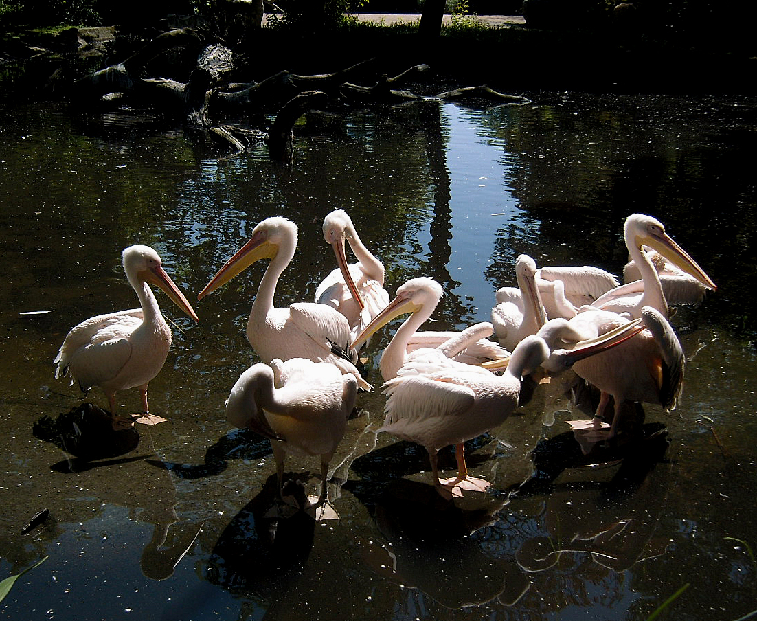 Abendunterhaltung im Tierpark Hagenbeck