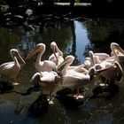 Abendunterhaltung im Tierpark Hagenbeck