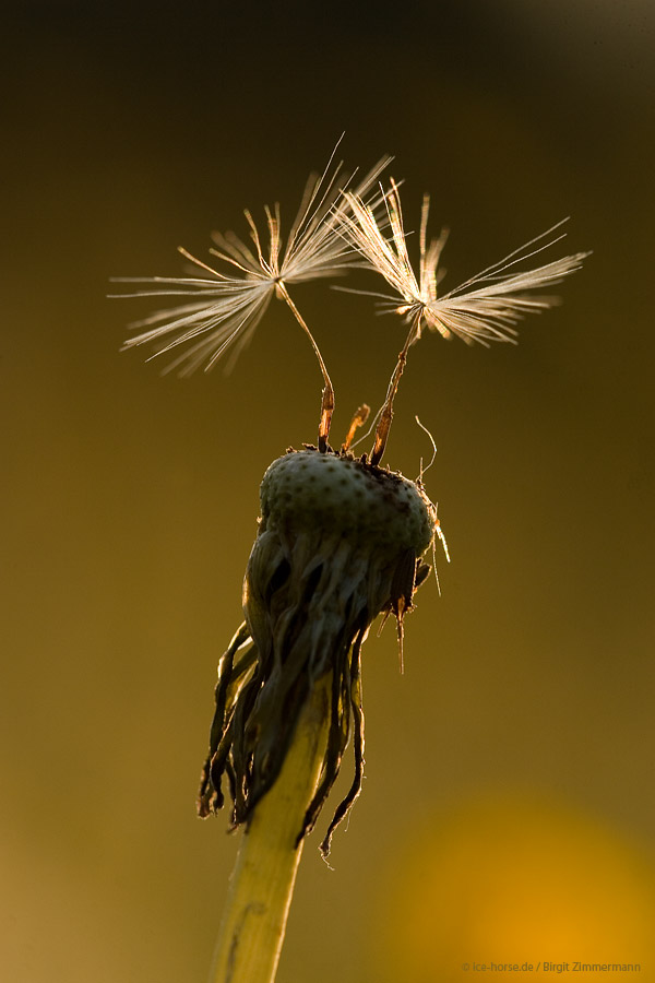 Abendunterhaltung mit 150mm