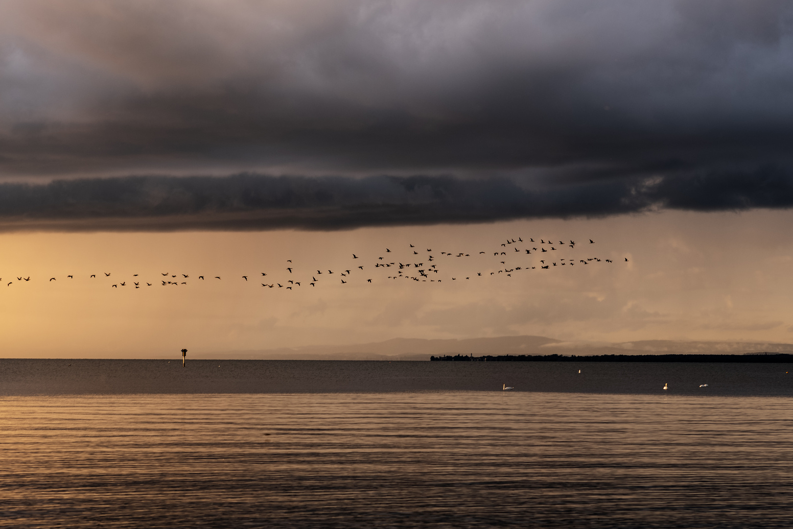 Abendvögel