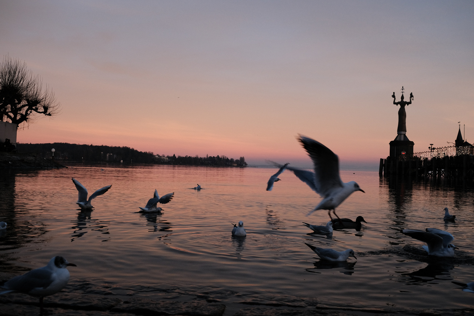 Abendvögel