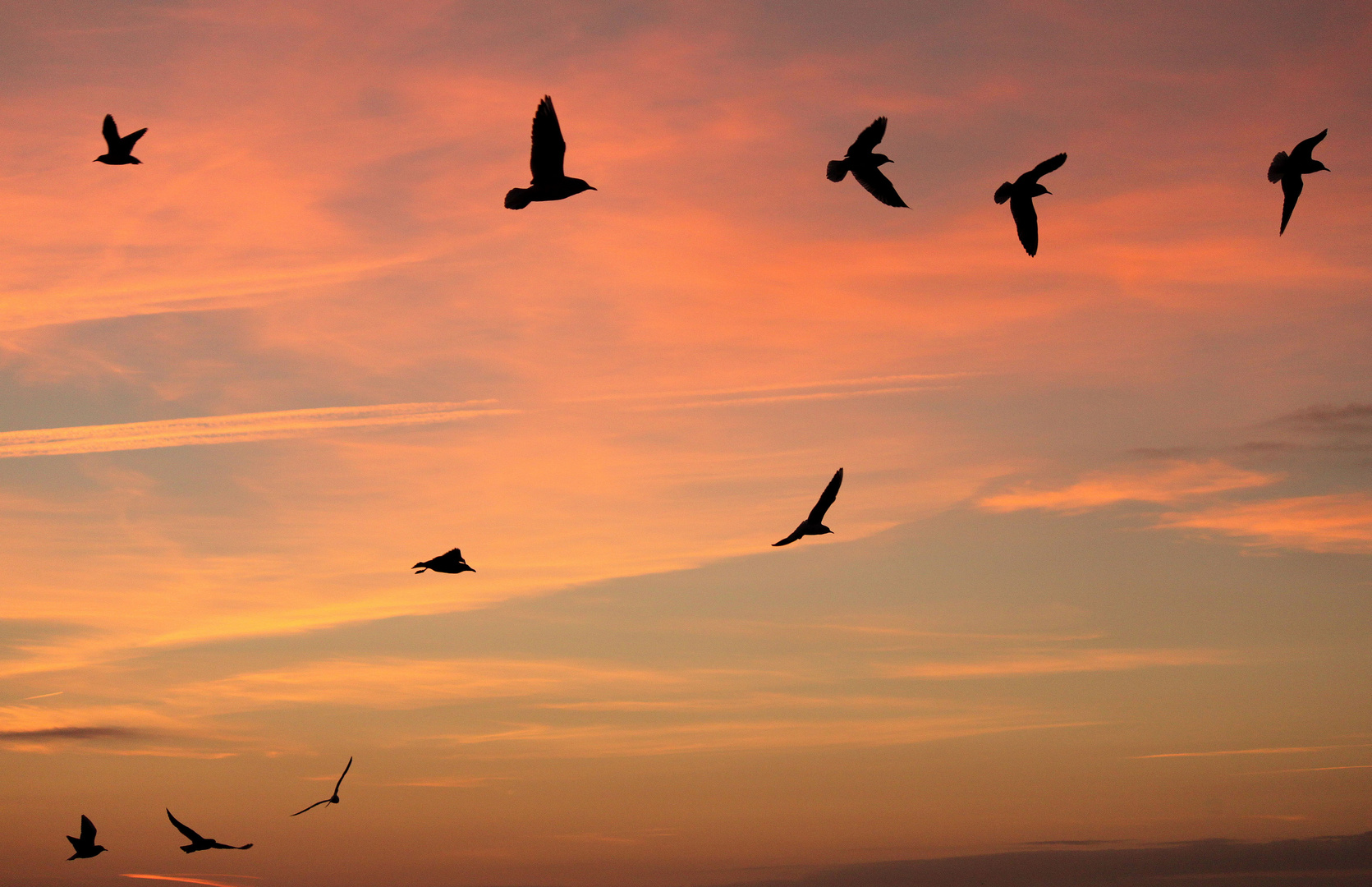 Abendvögel