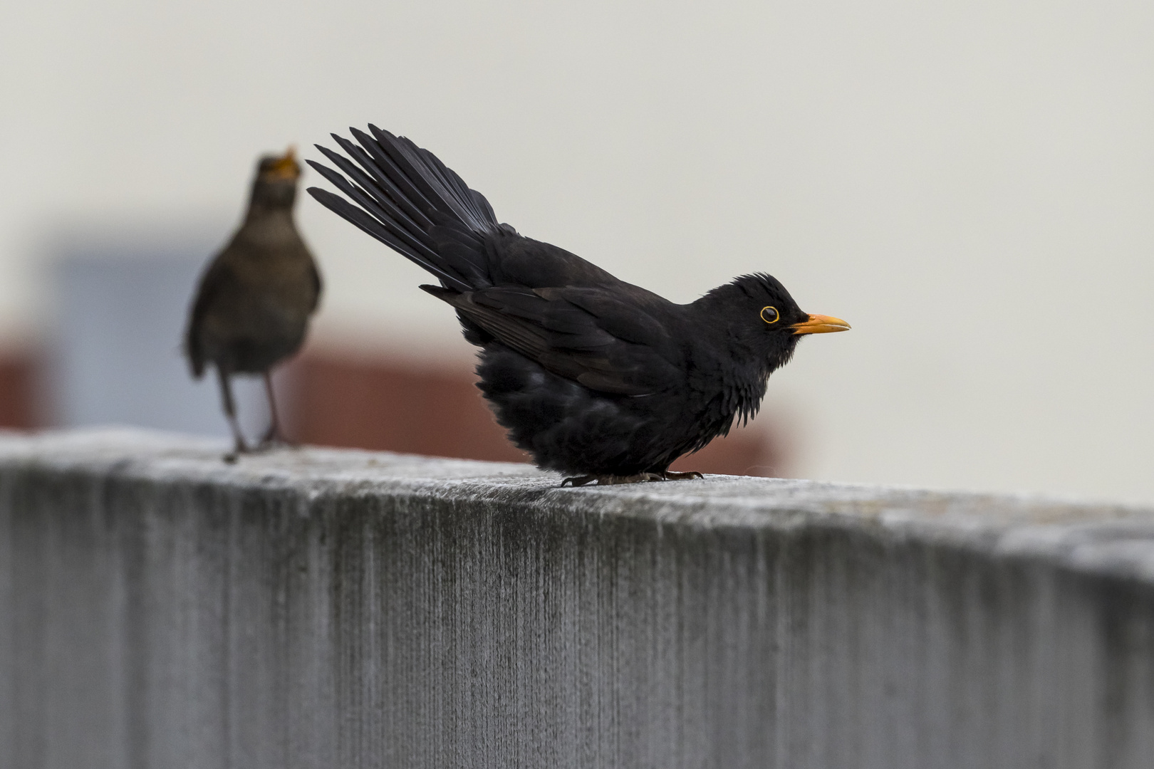 Abendvorstellung - Romeo und Julia