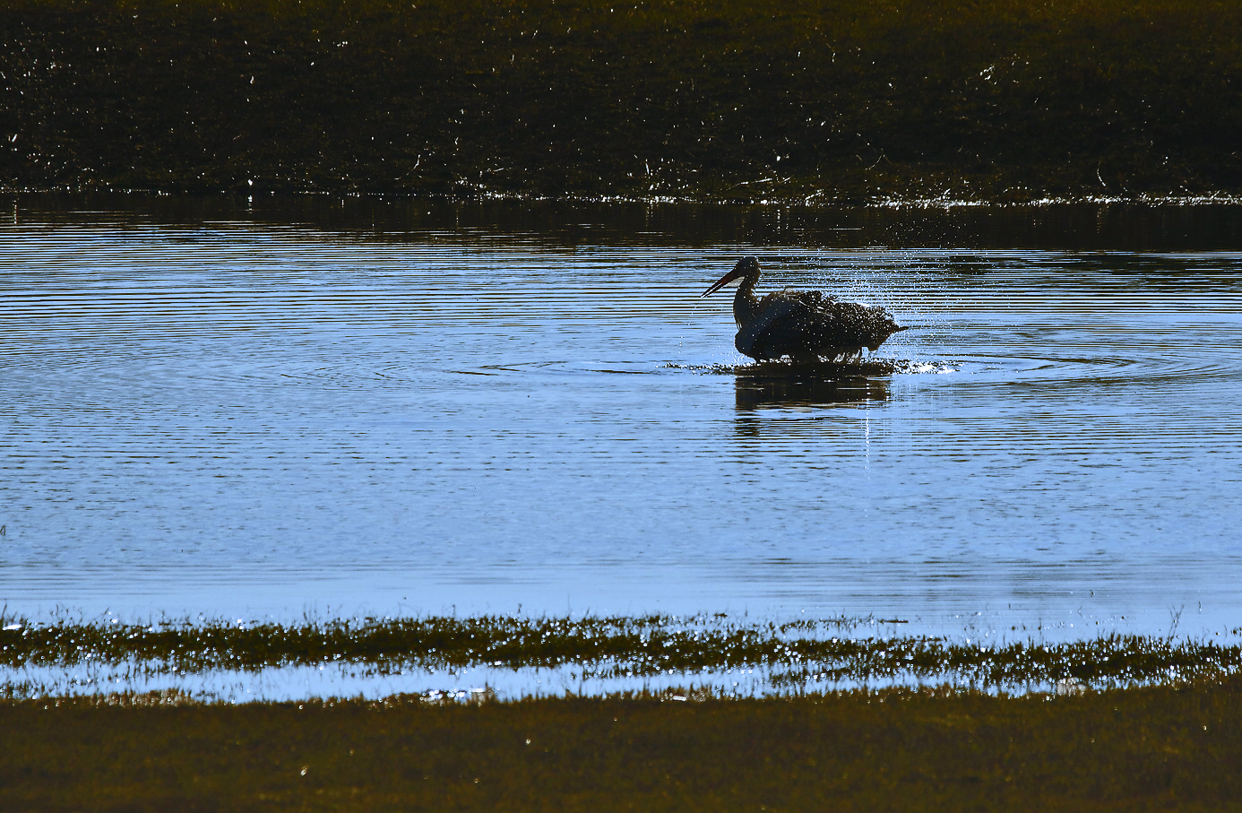 "ABENDWÄSCHE" (Weißstorch im Gegenlicht)