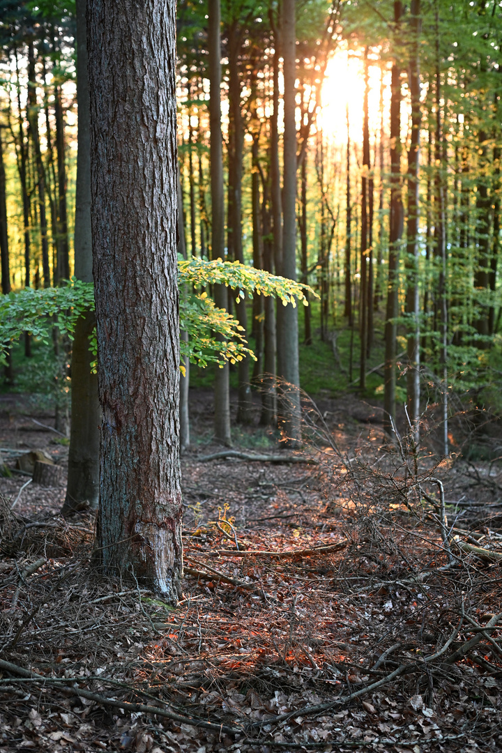 Abendwald