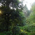 Abendwald
