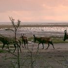 Abendwanderung im Etosha Nationalpark