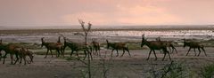 Abendwanderung im Etosha Nationalpark