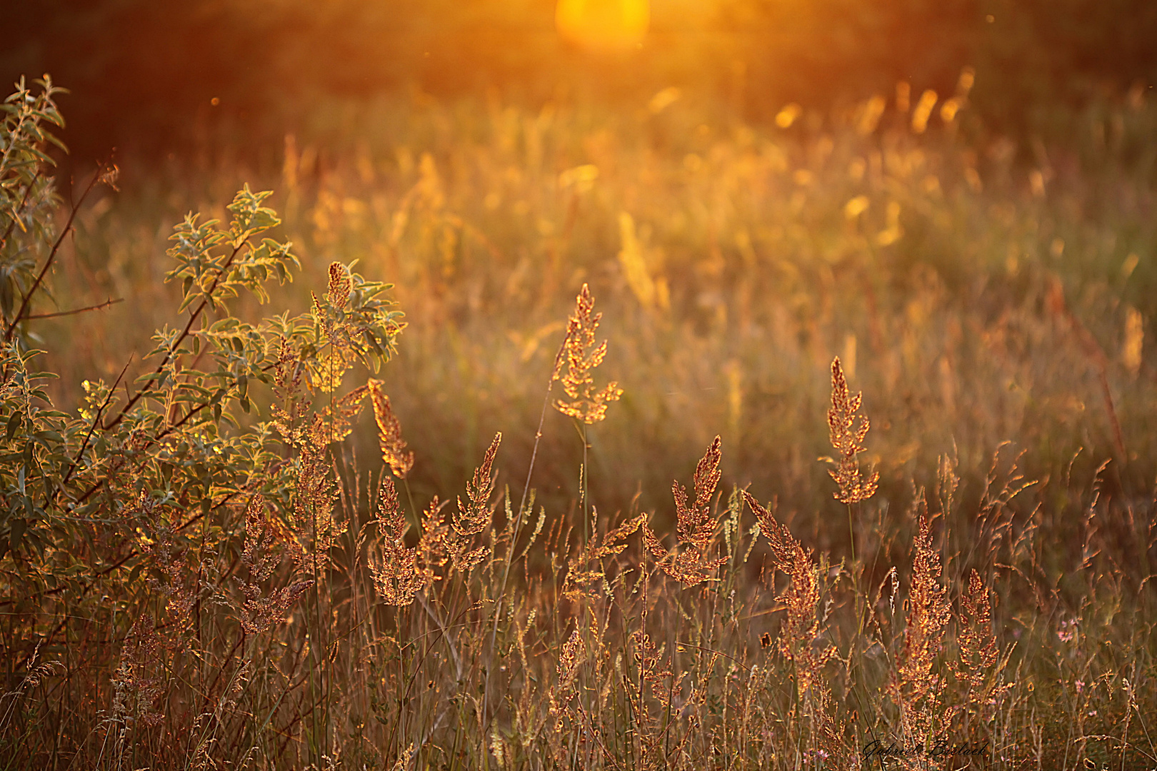 Abendwiese