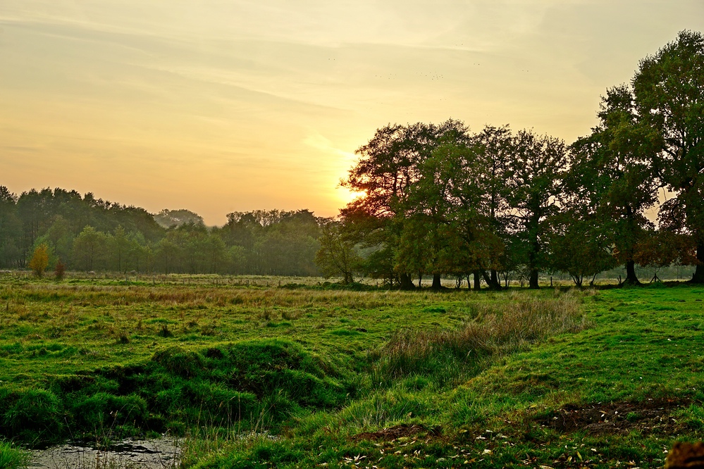 Abendwiese