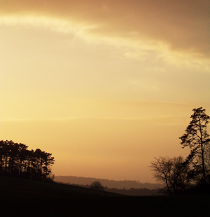 Abendwiese