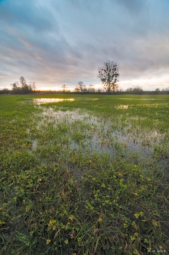 Abendwiese im Hanauer Land