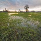 Abendwiese im Hanauer Land