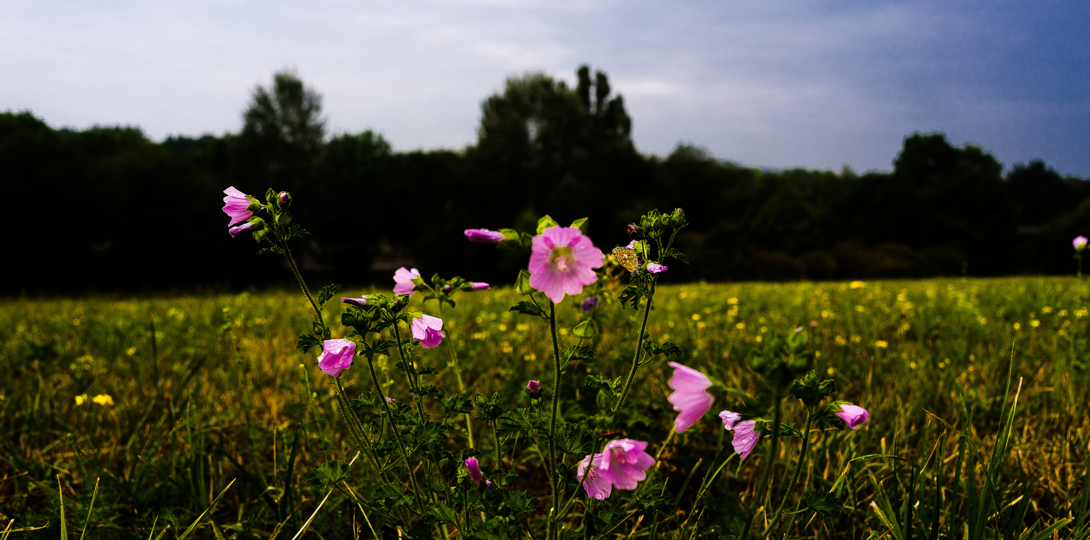 Abendwiese mit Bläuling 