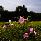 Abendwiese mit Bläuling 