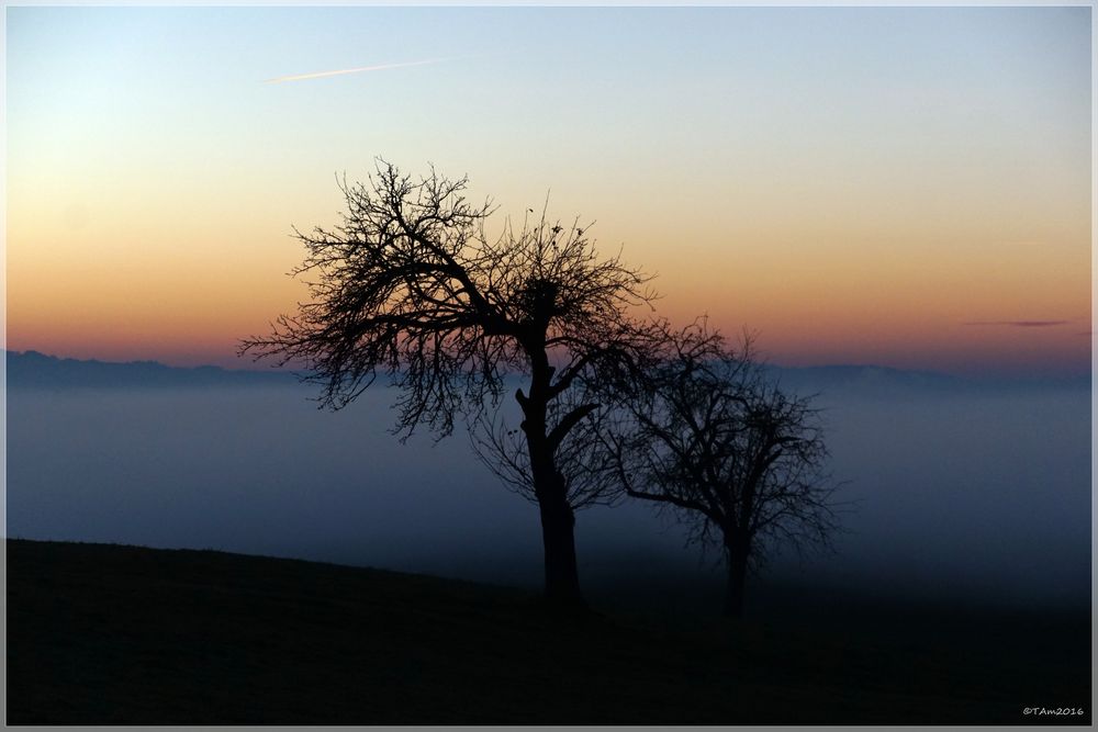 Abendwinterstimmung Erlen