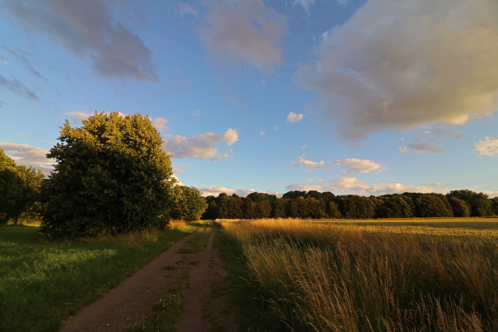 Abendwolken überm Feld