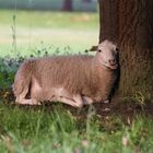 Abendydille im Britzer Garten