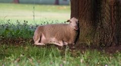 Abendydille im Britzer Garten