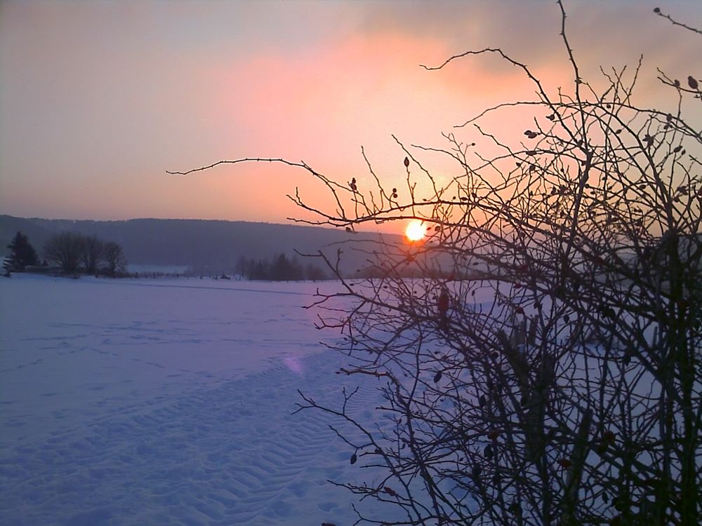 Abendzweige