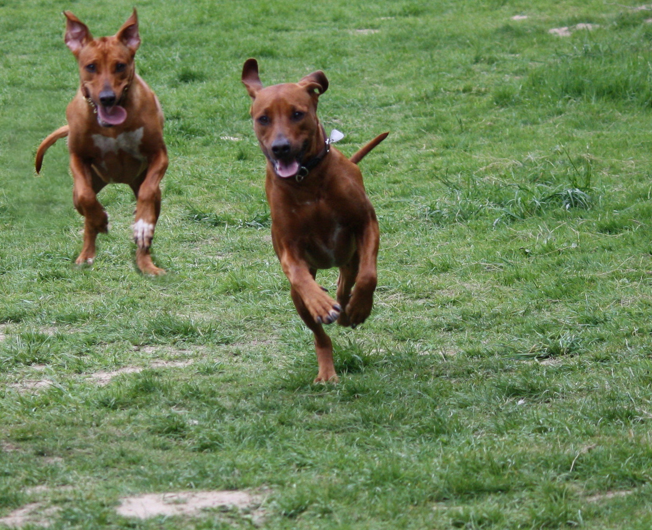 Abeni und ihre Schwester Foto & Bild tiere, haustiere, hunde Bilder