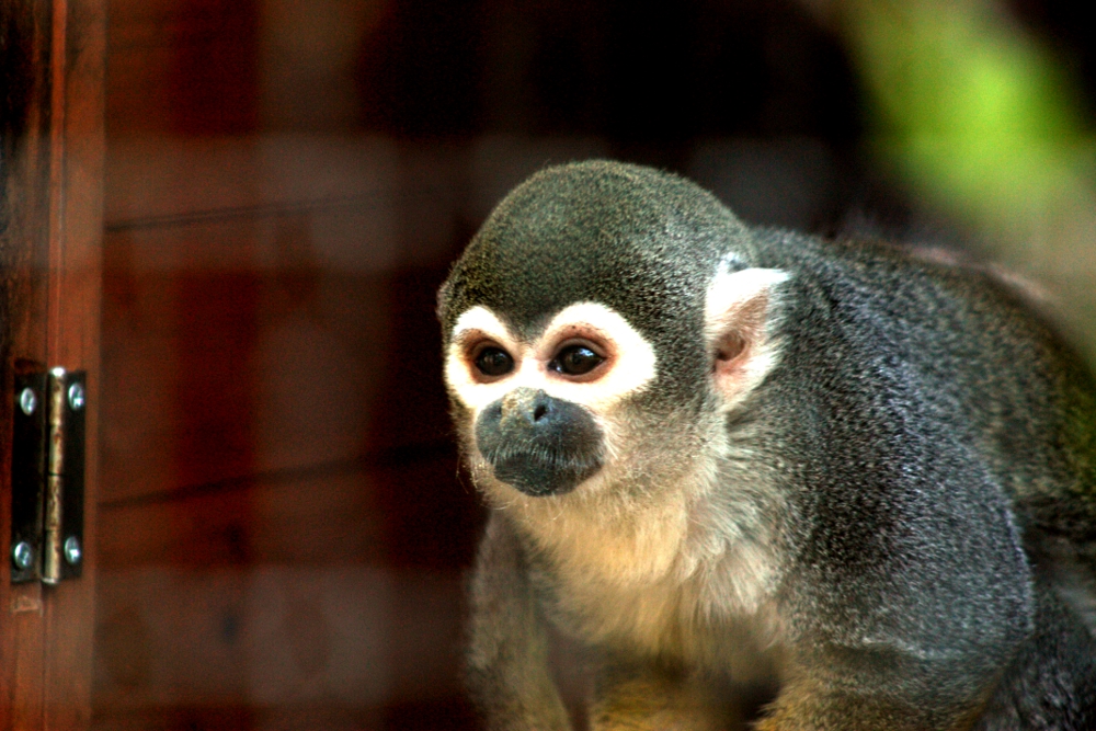 Abensberger Vogelpark 1