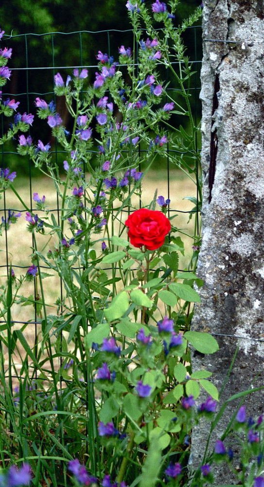 Abenstimmung von Lily Meder