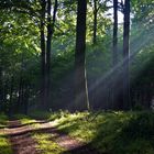 Abenstimmung im Karskov Wald