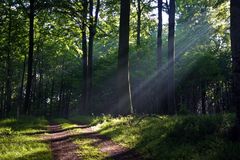 Abenstimmung im Karskov Wald