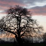 Abenstimmung im Winter