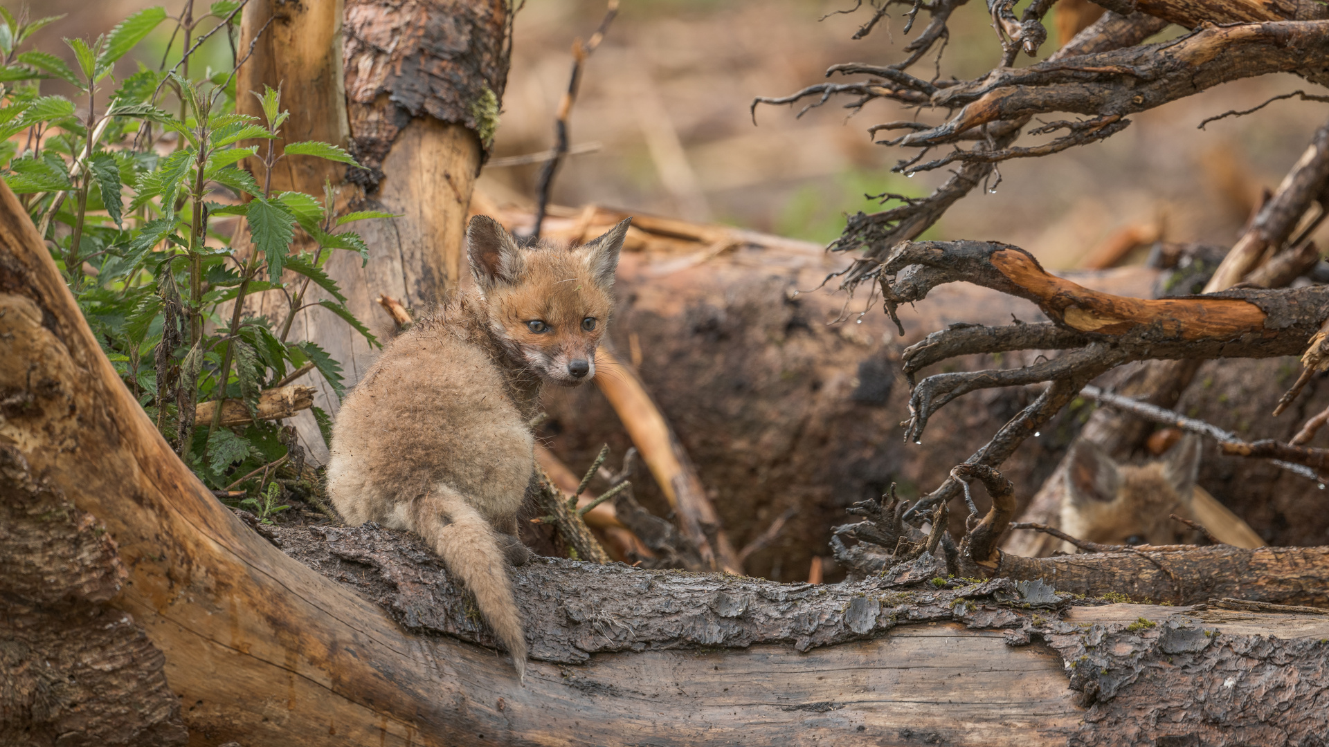 Abenteuer am Fuchsbau Foto & Bild tiere, wildlife, säugetiere Bilder