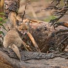 Abenteuer am Fuchsbau