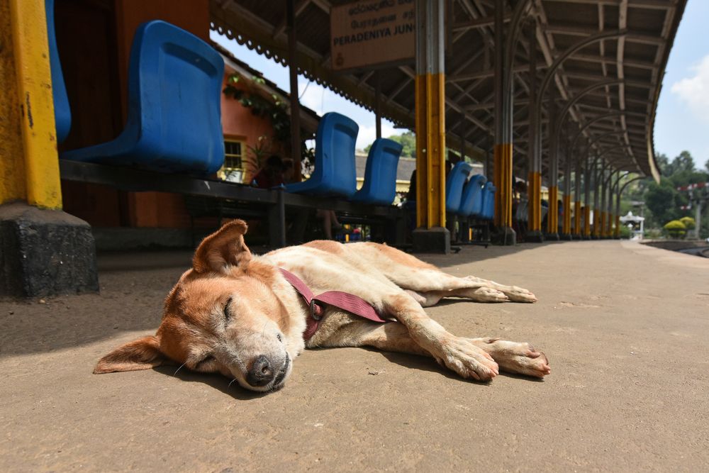 Abenteuer Bahnfahrt (1/4) Foto & Bild world, hund, bahnhof Bilder auf