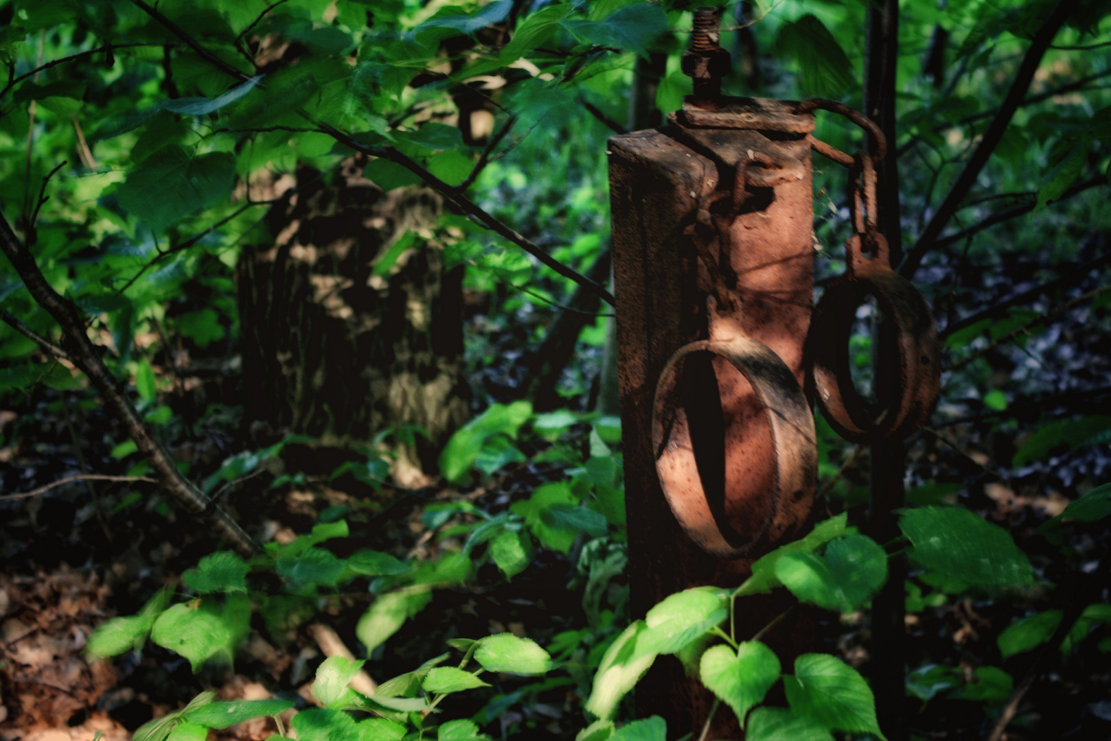 abenteuer im SM wald