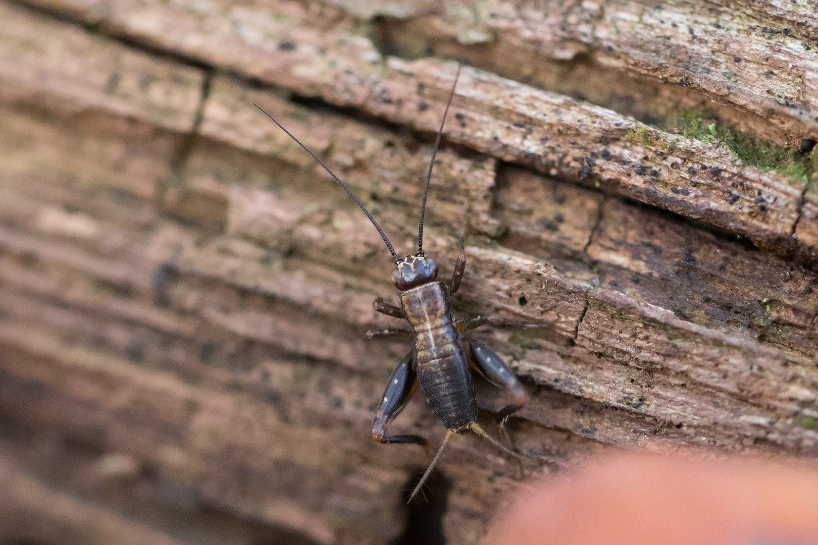 Abenteuer im Wald (2) - Nymphe (Larve) einer Waldgrille (Nemobius sylvestris)