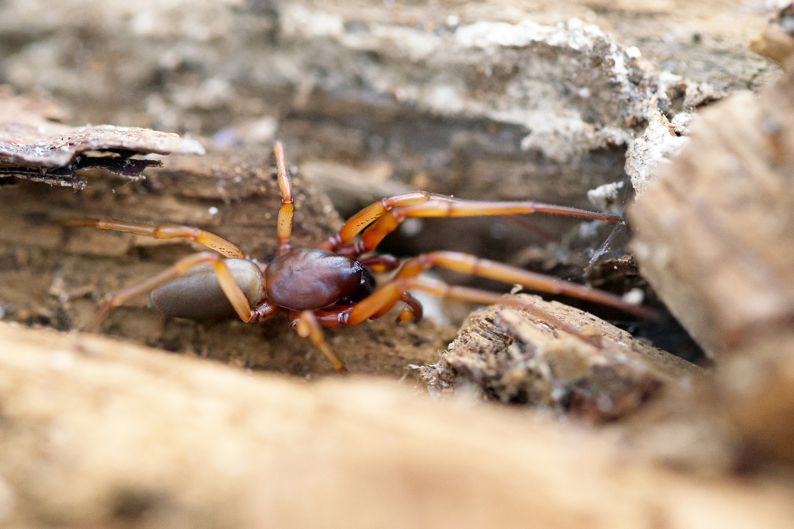 Abenteuer im Wald - 