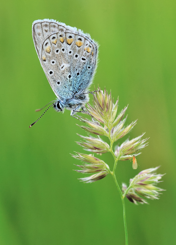 *Abenteuer Naturwiese*