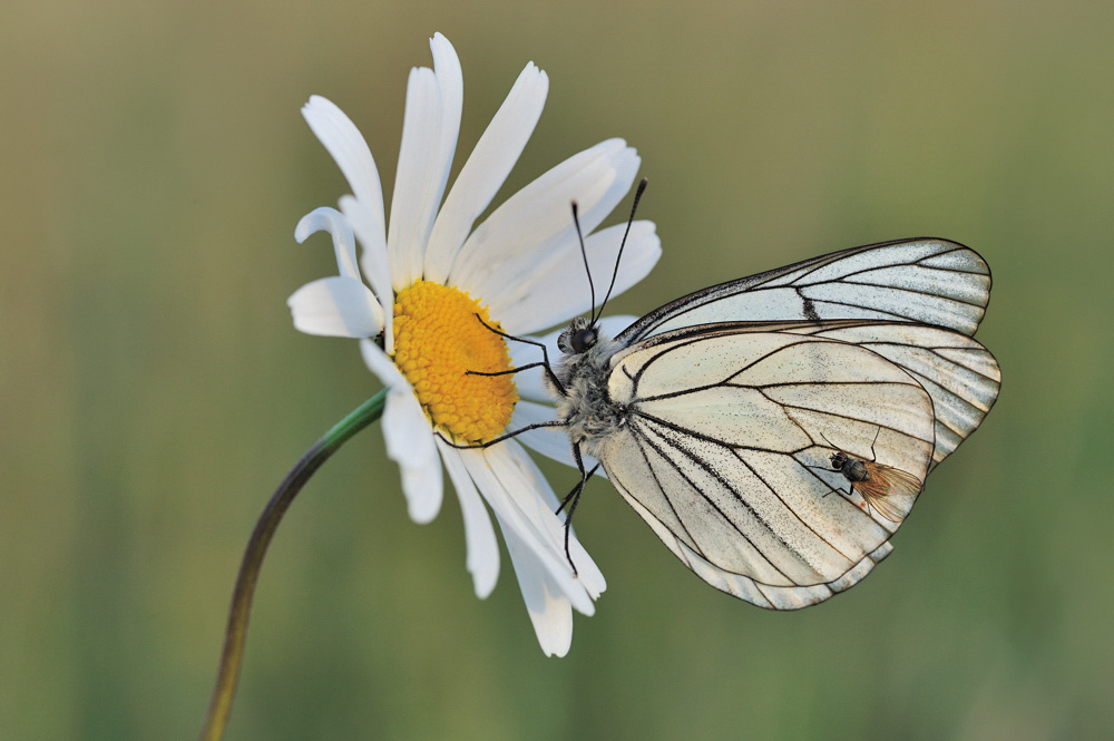 *Abenteuer Naturwiese II*