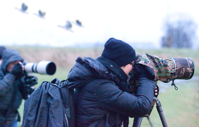 Abenteuer Niederrhein - Wildgänse Fotoexkursion #niederrheinfoto