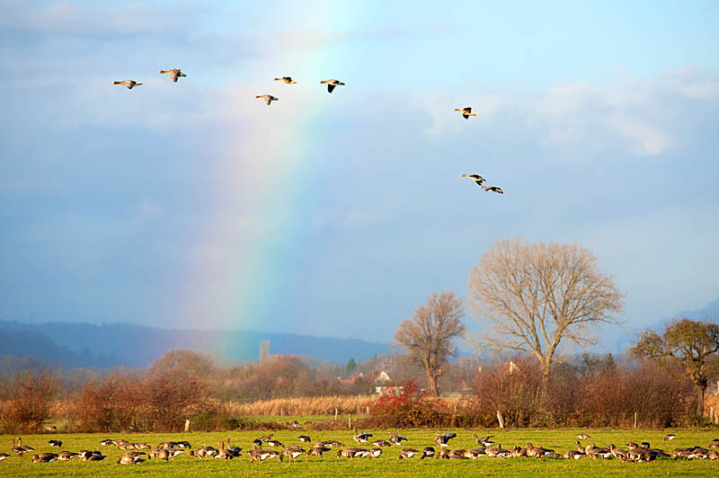 Abenteuer Niederrhein - Wildgänse im Naturschutzgebiet Düffel