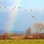 Abenteuer Niederrhein - Wildgänse im Naturschutzgebiet Düffel