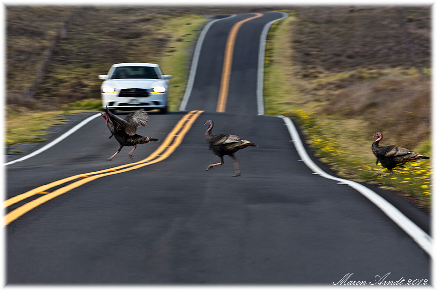 Abenteuer Saddle Road - Big Island