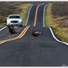 Abenteuer Saddle Road - Big Island