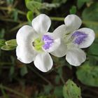 Abenteuer Uganda - Botanischer Garten Entebbe