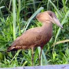 Abenteuer Uganda: Der Hmmerkopf ist schon ein merkwürdiger Vogel