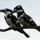 Abenteuer Uganda: Die Kingfisher besuchten uns immer wieder