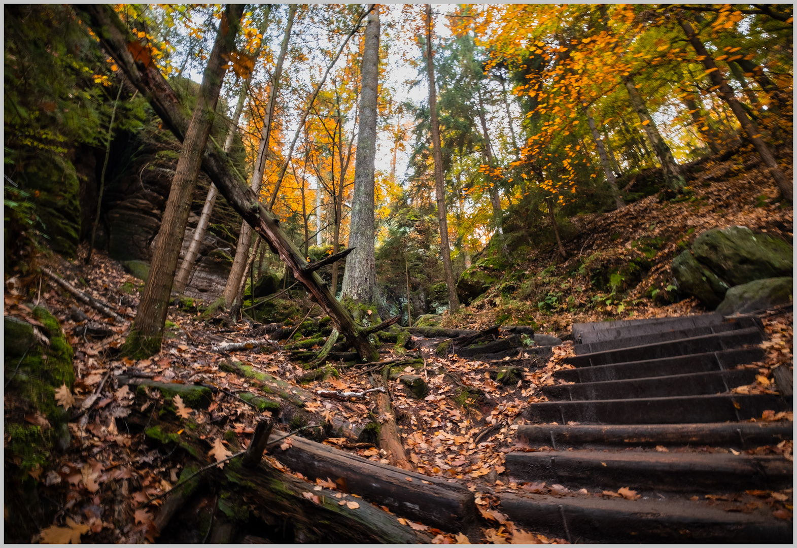 Abenteuer Wald